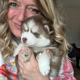Kobuk - Chocolate male Pomsky puppy in Rathdrum, Idaho from Smart Pomskies and Frenchies