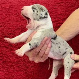 Girl 4 - female Great Dane puppy in Westville, Florida from Boulder View Danes