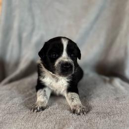 Coral - Black & white female Australian Shepherd puppy in Newton, Mississippi from Bright Star Aussies