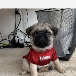 Pug Puppies from Garrick’s Precious Pugs