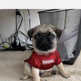 Pug Puppies from Garrick’s Precious Pugs