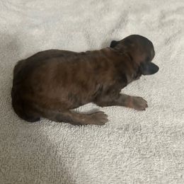 Cooper - Brown male Poodle puppy in Titus, Alabama from Paws & Kisses