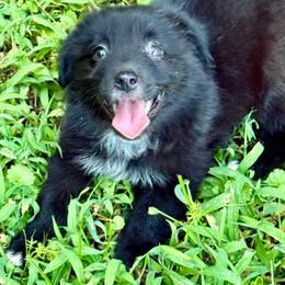 Miracle - Black & white female Miniature Australian Shepherd puppy in Patterson, North Carolina from DreamLine Aussies