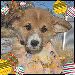 Pumpkin - Red female Pembroke Welsh Corgi puppy in Kiowa, Colorado from Cool Water Corgis LLC
