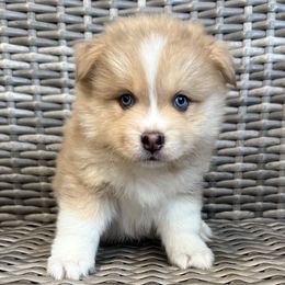 Chutney - Merle male Pomsky puppy in Hudson, New Hampshire from Granite State Pomskies