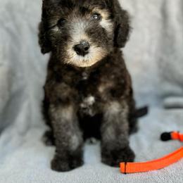 Bedlington Terrier and Great Dane Puppies from Show Bedlingtons