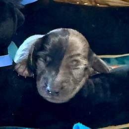 Green Eyes and a Heart of Gold - Gray (blue) and tan male Dachshund puppy in Homedale, Idaho from Jeff & Joette