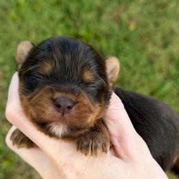 Tiny Moose - Chocolate, tan and white male Yorkshire Terrier puppy in Hope, Indiana from DJ Yorkies