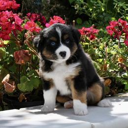 JET - Black tri male Miniature American Shepherd puppy in Bixby, Oklahoma from Roeboat Aussies
