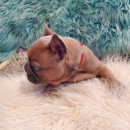 French Bulldog Puppies from Basket of love bulldogs