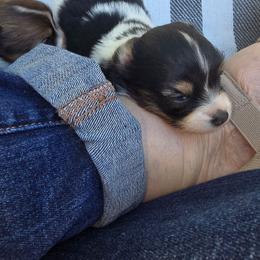 LAKEN - White black and tan female Papillon puppy in Hollister, Missouri from Swan Creek Kennel