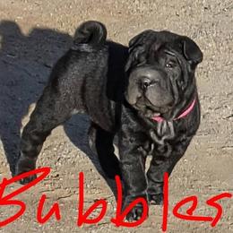 Chinese Shar-Pei Puppies from Princess Buttercup Pups