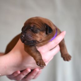 Mr. Purple - Rhodesian Ridgeback puppy from Rhoxwood Kennel