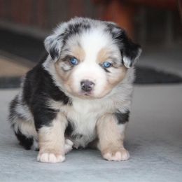 Australian Shepherd and Miniature Australian Shepherd Puppies from Canyon Creek Aussies