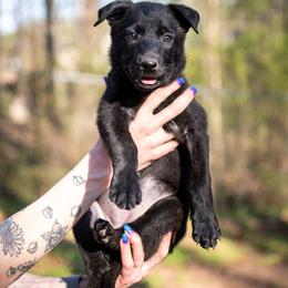 Dutch Shepherd Puppies from Faberge Hollandse Herdershond