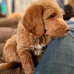 Stars n Stripes (Yellow) - Apricot male Labradoodle puppy in Mechanicville, New York from Deuce's Doodles