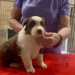 Puppy 2 - Red male Border Collie puppy in Farmersville, Texas from Omegamtn Border Collies