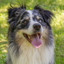 Tuka - Australian Shepherd