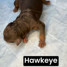 Hawkeye - Red tri-color male Aussiedoodle puppy in Bakersfield, California from Annie's Aussies