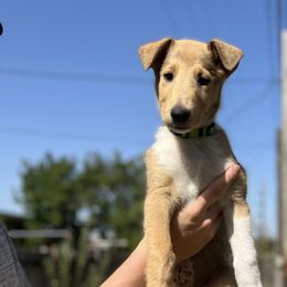 Jack Jack - Collie puppy in Provo, Utah from Cor Collies