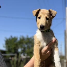 Jack Jack - Collie puppy in Provo, Utah from Cor Collies