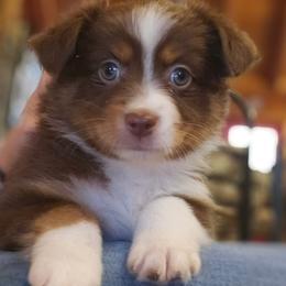 Red tri girl 4 - Red tri female Toy Australian Shepherd puppy in Hampton, Tennessee from TC Farms Stock Dogs - Miniature Australian Shepherds