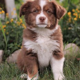 Miniature American Shepherd, Miniature Australian Shepherd, and Toy Australian Shepherd Puppies from Little Dipper mini Americans and toy Aussies