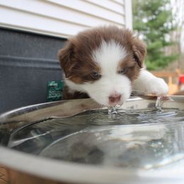 Australian Shepherd Puppies from Starlit Grove Australian Shepherds