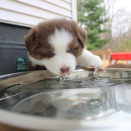 Australian Shepherd Puppies from Starlit Grove Australian Shepherds