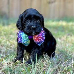 Virginia - Black female Australian Labradoodle puppy in Calhoun, Louisiana from Arrowhead Australian Labradoodles