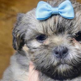 Girl 3 blue girl, blue bow - Blue female Shih Tzu puppy in Marion County, Tennessee from Jenkins Puppy Paradise