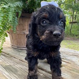 Zion - Tri-color female Bernedoodle puppy in Camden, North Carolina from Oopsie Doodles of NC