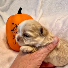 Apple - Blue female Shih Tzu puppy in Kettering, Ohio from LaDawn’s Little Lions
