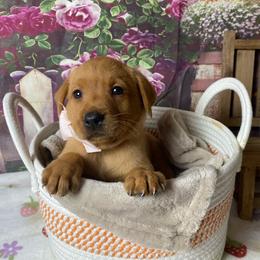 Light pink ribbon female - Yellow female Labrador Retriever puppy in Newmanstown, Pennsylvania from Retrievers of Millbach