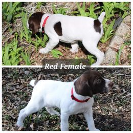 German Shorthaired Pointer Puppies from Erin Eustice