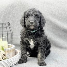 Jerome - Phantom male Goldendoodle puppy in Rainier, Oregon from Beaver Springs Puppies