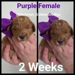 Purple - Red  female Goldendoodle puppy in Upland, California from Hartman Goldendoodles
