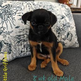 Brussels Griffon Puppies from Little Griffons