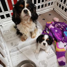 Cavalier King Charles Spaniel Puppies from Pleasant Meadows