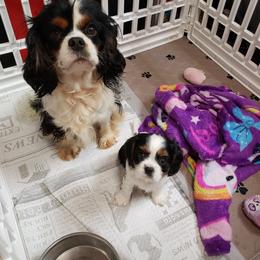 Cavalier King Charles Spaniel Puppies from Pleasant Meadows