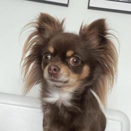 Hunter - Chihuahua