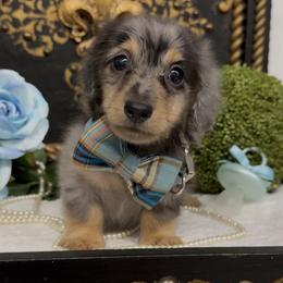 Boy 4 - male Dachshund puppy in Collins, Georgia from Liberty Longhair Dachshunds