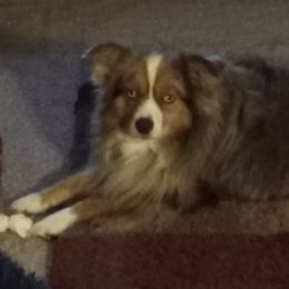 Miniature Australian Shepherds and Toy Australian Shepherds from Rocking M Toy and Mini Aussies