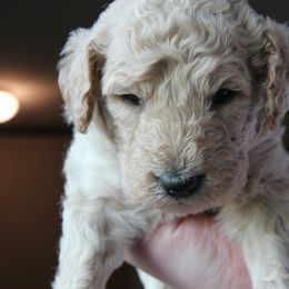 Bernedoodle Puppies from Northern NY Bernedoodles