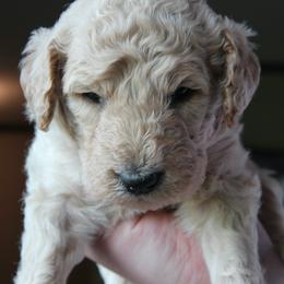 Bernedoodle Puppies from Northern NY Bernedoodles