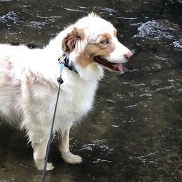 Australian Shepherds from Stewart Farms Australian Shepherds