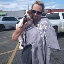 Basset Hound Puppies from Redbud Ranch Basset Hounds