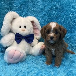Rascal - Blenheim male Cavapoo puppy in Taft, Tennessee from Knight Pups