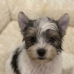 Girl 1 - Parti female Yorkshire Terrier puppy in Silver Springs Shores, Florida from Top Notch Pupz