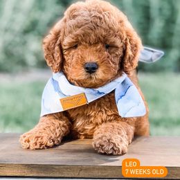 Goldendoodles and Golden Retrievers from VogelsbergFamilyFarm